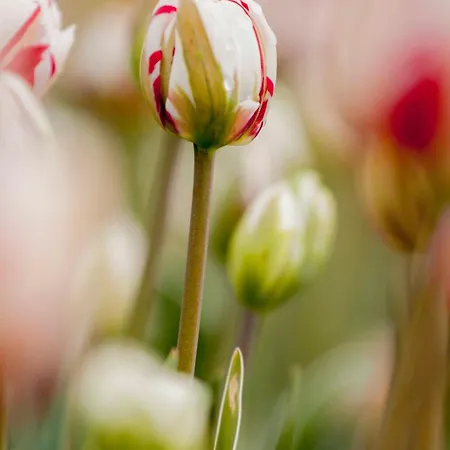 Kei 2 Personen - Zeezand Recreatie Stolpen