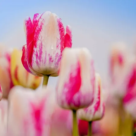 Kei 2 Personen - Zeezand Recreatie * Stolpen