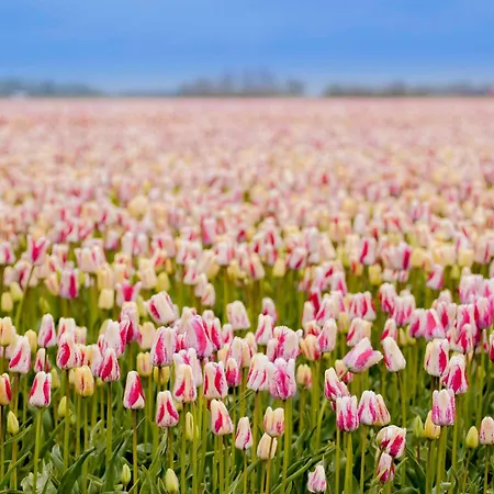 Kei 2 Personen - Zeezand Recreatie Appartement *