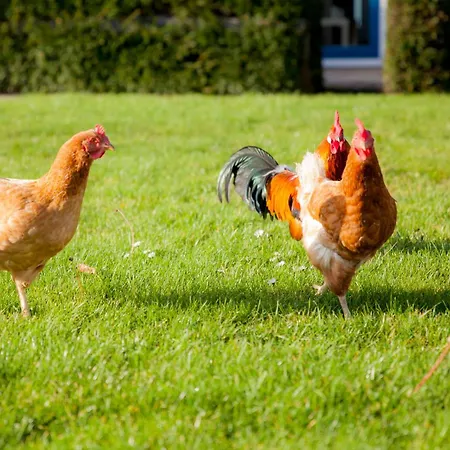 Appartement Kei 2 Personen - Zeezand Recreatie *